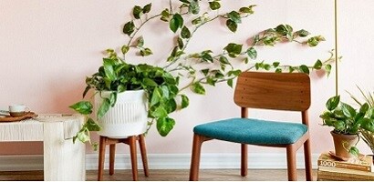 Create an indoor plant wall with Command clear mini hooks